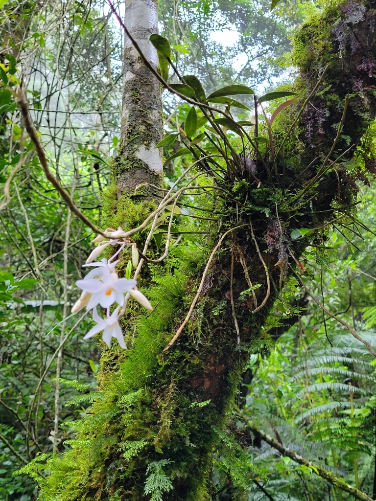 Dendrobium montanum J.J.Sm. 2