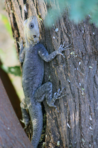 Agama picticauda