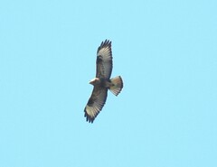 Buteo buteo