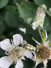 Rutpela maculata