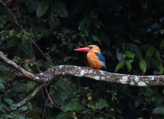 Pelargopsis capensis