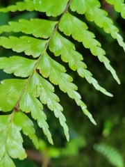 Asplenium truncatum