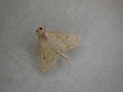 Paratalanta pandalis