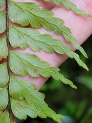Asplenium truncatum
