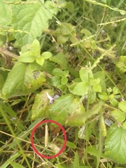 Lantanophaga pusillidactylus