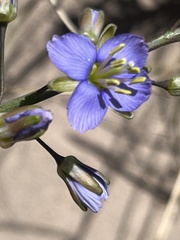 Heliophila linearis