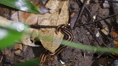 Diversibipalium salvini