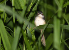 Prinia flaviventris