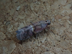 Acrobasis bellulella