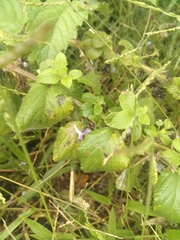 Lantanophaga pusillidactylus