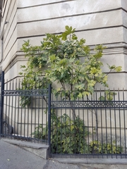 Ficus carica