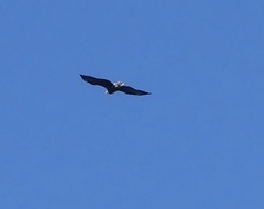 Haliaeetus leucocephalus leucocephalus