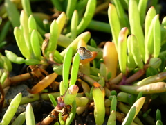 Brephidium exilis