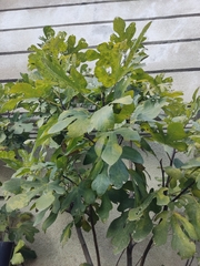 Ficus carica