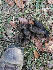 Canis lupus italicus