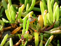 Brephidium exilis