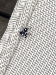 Stegodyphus mimosarum