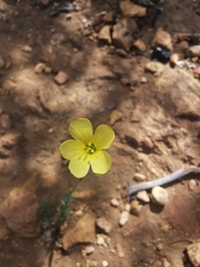 Linum africanum
