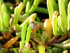 Brephidium exilis