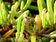 Brephidium exilis