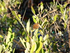 Junonia neildi