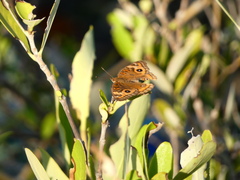 Junonia neildi