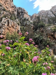 Pelargonium zonale