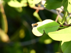 Brephidium exilis