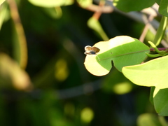 Brephidium exilis