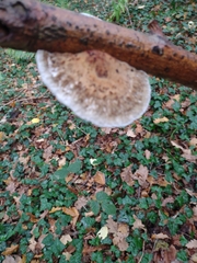Fomitopsis betulina