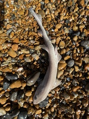 Scyliorhinus canicula