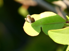 Brephidium exilis