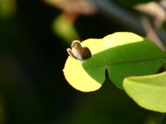 Brephidium exilis