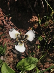 Moraea unguiculata