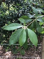 Pittosporum ferrugineum