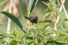 Acrocephalus palustris