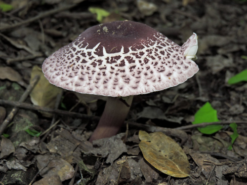 Leucocoprinus lilaceus