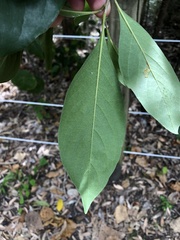 Pittosporum ferrugineum