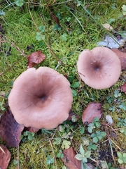 Pseudoclitocybe cyathiformis