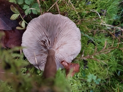Pseudoclitocybe cyathiformis