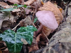 Mycena pura
