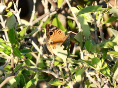 Junonia neildi
