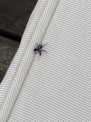 Stegodyphus mimosarum