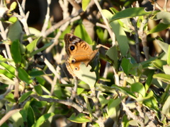 Junonia neildi