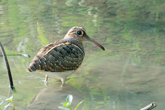 Rostratula benghalensis