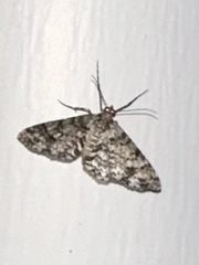 Myrioblephara desumpta