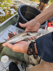 Centropomus undecimalis