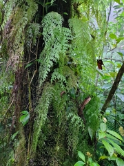 Hymenophyllaceae