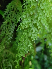 Hymenophyllaceae