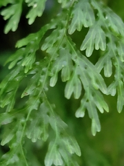 Hymenophyllaceae